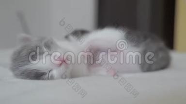 搞笑视频两只宠物可爱生活方式新生小猫睡觉团队在床上.. 宠物概念宠物概念。 小猫